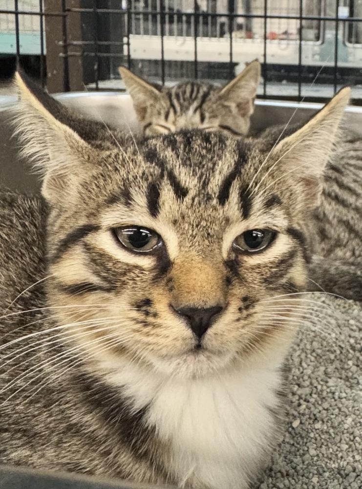 Freddy, Adoptable, Kitten Male Domestic Short Hair.