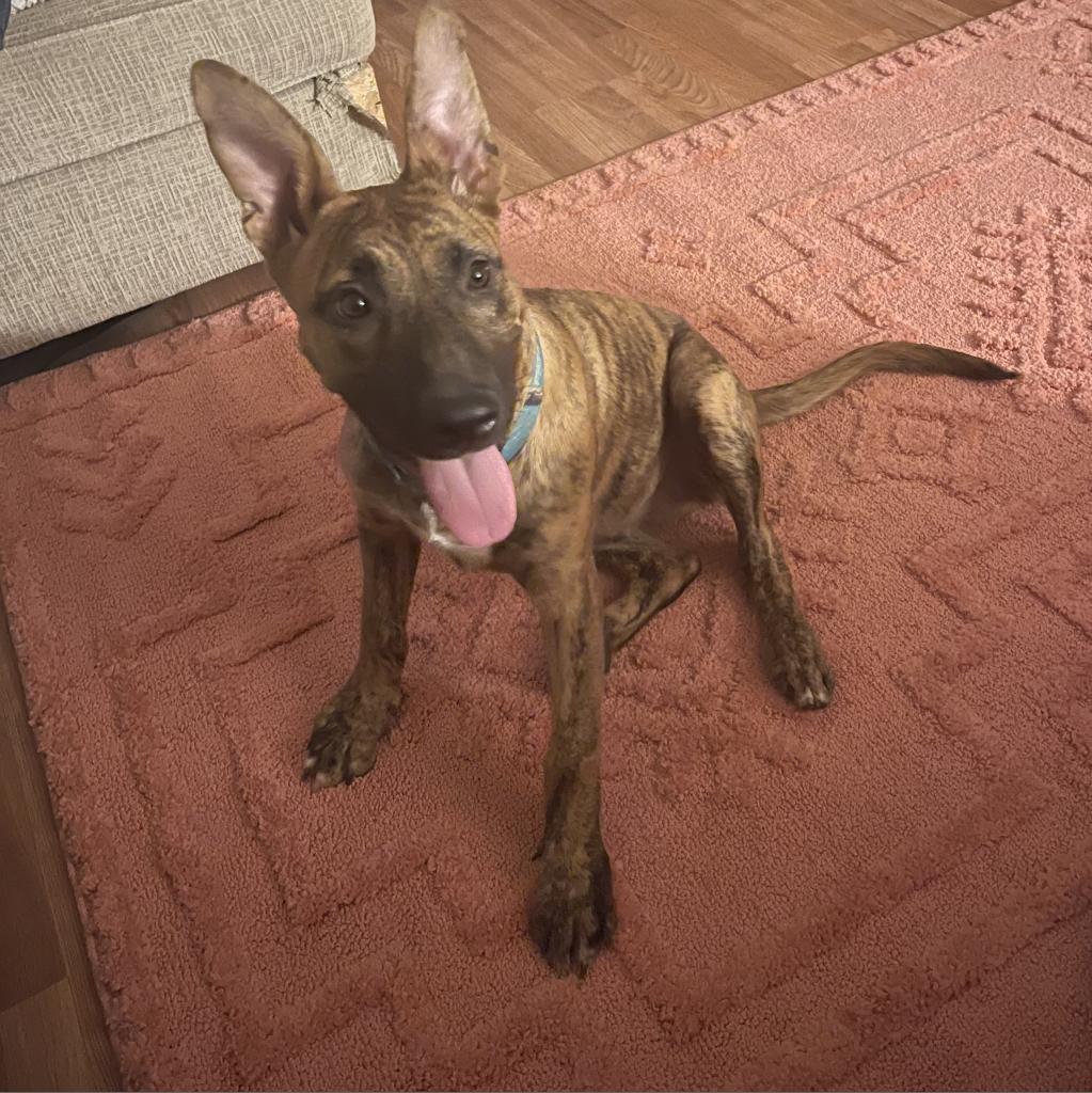 Ember, Adoptable, Adult Female German Shepherd Dog & Plott Hound.