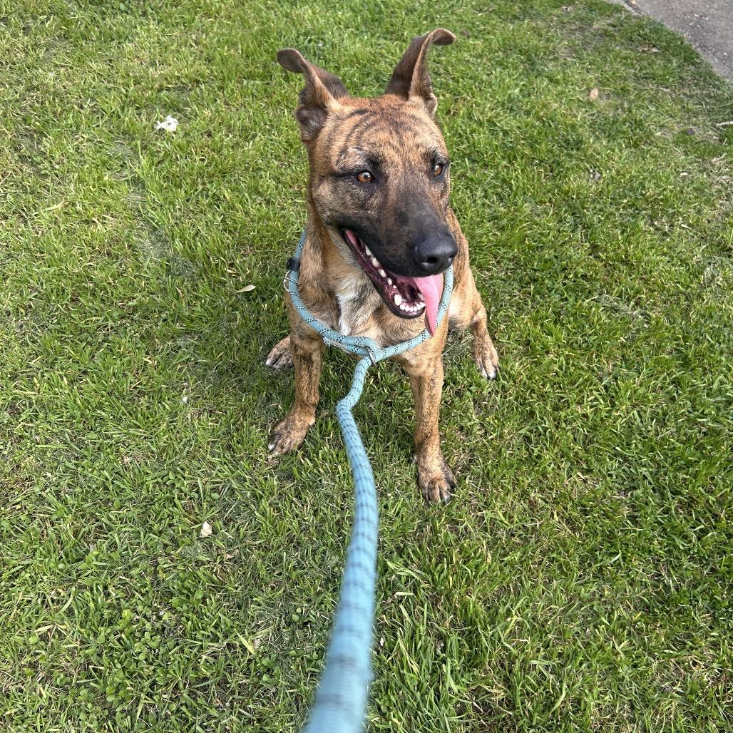 Enlarge Ember, a Adoptable mixed breed in Houston, TX image 2/6