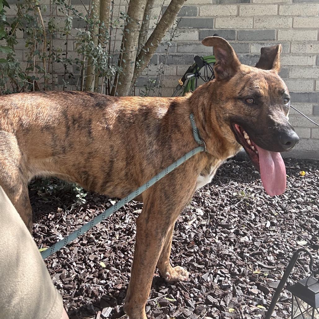 Ember, a Adoptable mixed breed in Houston, TX image 3/6