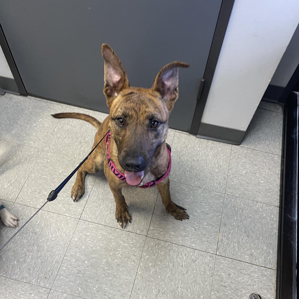 Ember, a Adoptable mixed breed in Houston, TX image 4/6