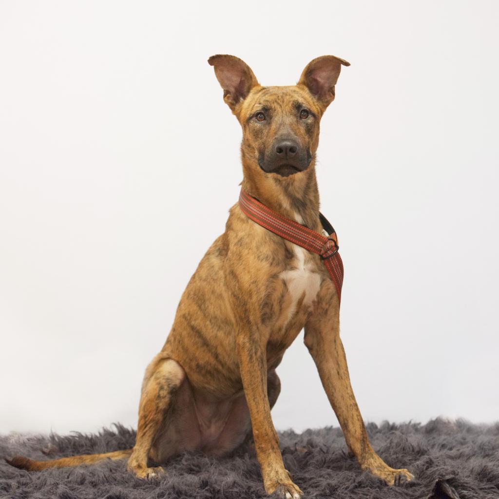 Ember, a Adoptable mixed breed in Houston, TX image 5/6