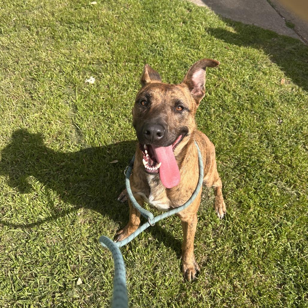 Ember, a Adoptable mixed breed in Houston, TX image 6/6