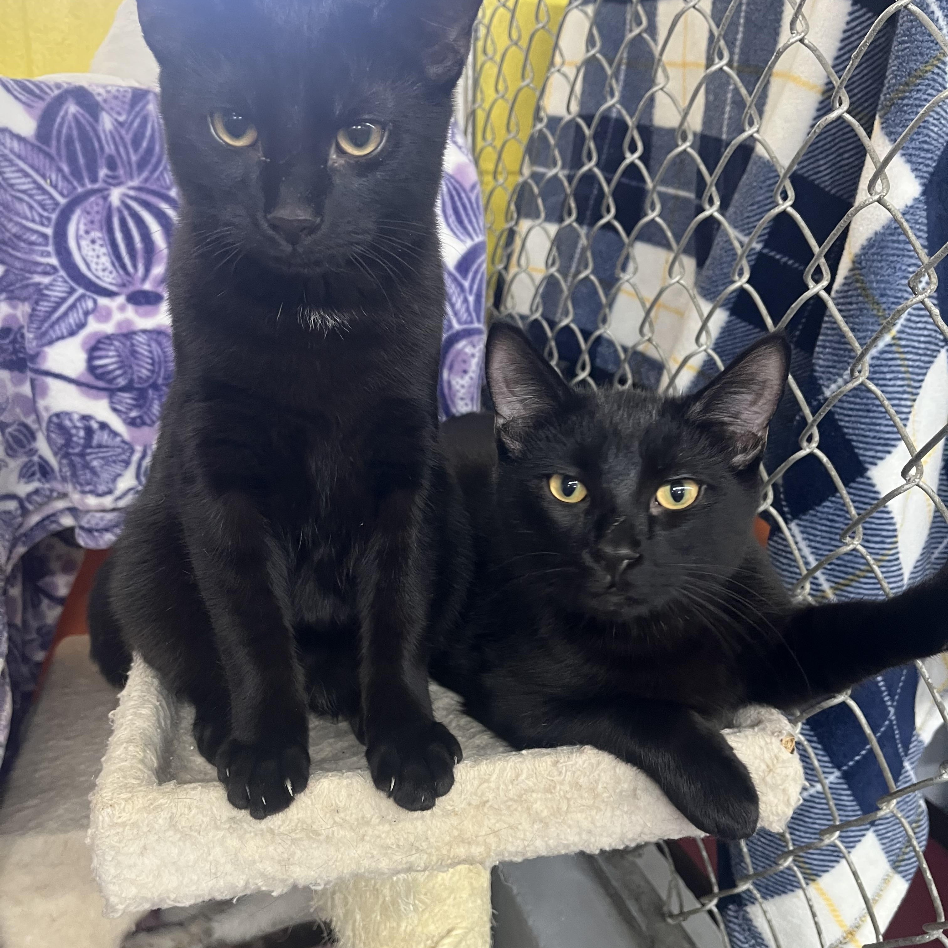 Cherry + Rambutan, Adoptable, Young Male Domestic Medium Hair.