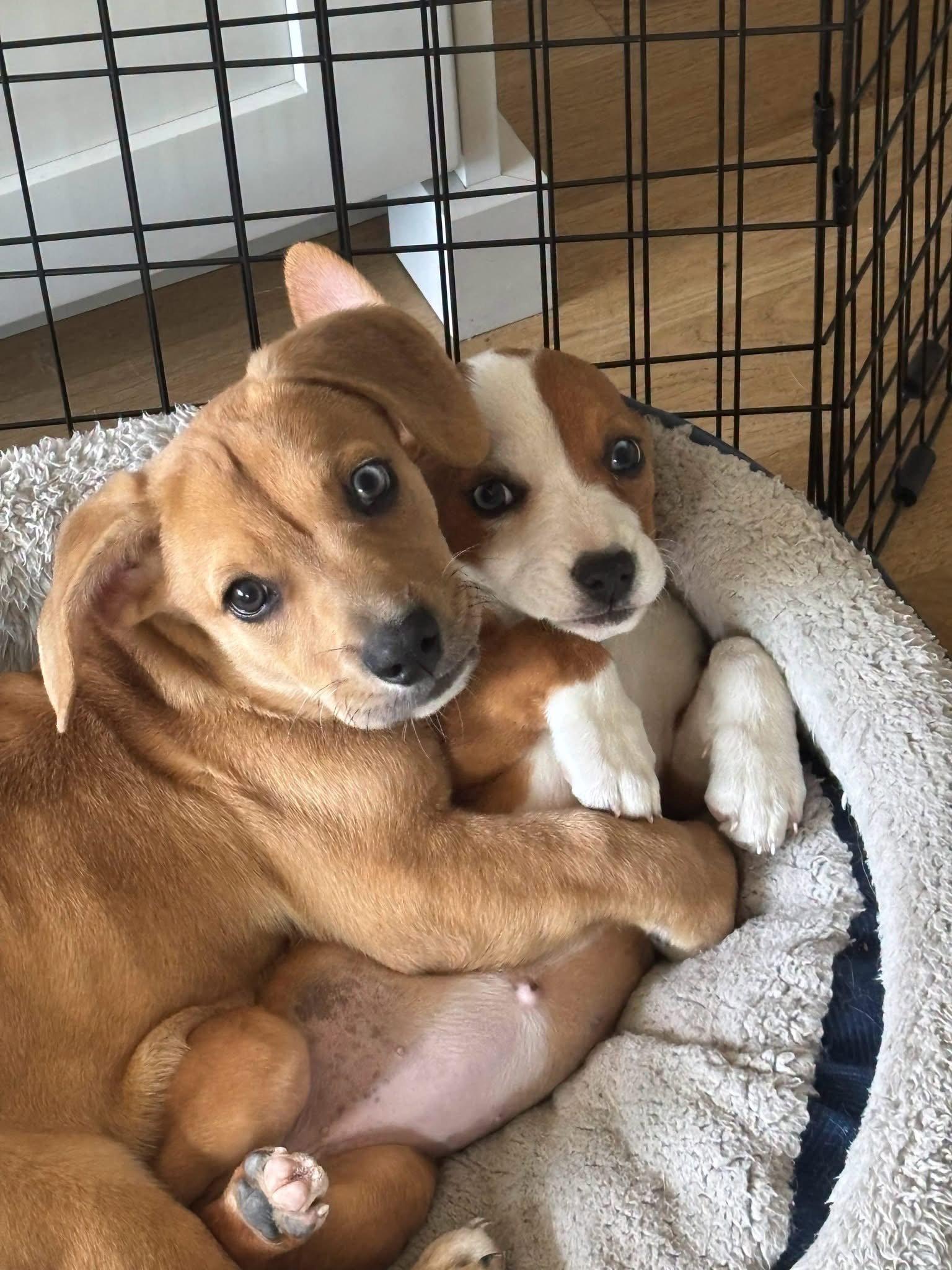 Peter, Adopted, Young Male Corgi & English Bulldog.