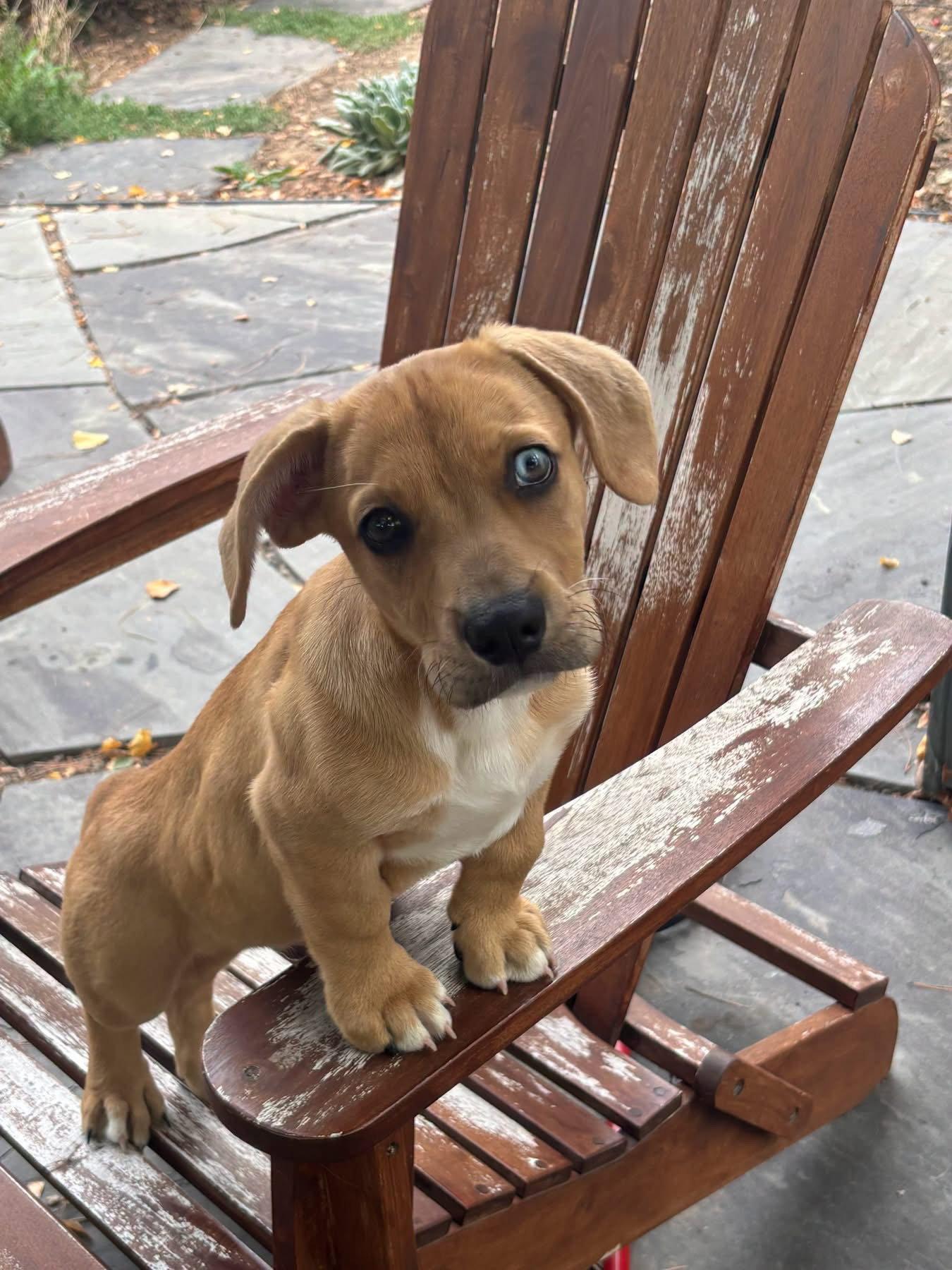 Enlarge Peter, a Adopted mixed breed in Denver, CO image 2/3
