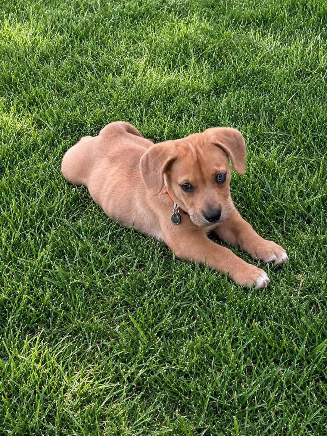 Enlarge Peter, a Adopted mixed breed in Denver, CO image 3/3