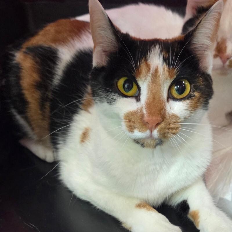 Enlarge Cali, a Adoptable Calico in MOUNT AIRY, NC image 1/1