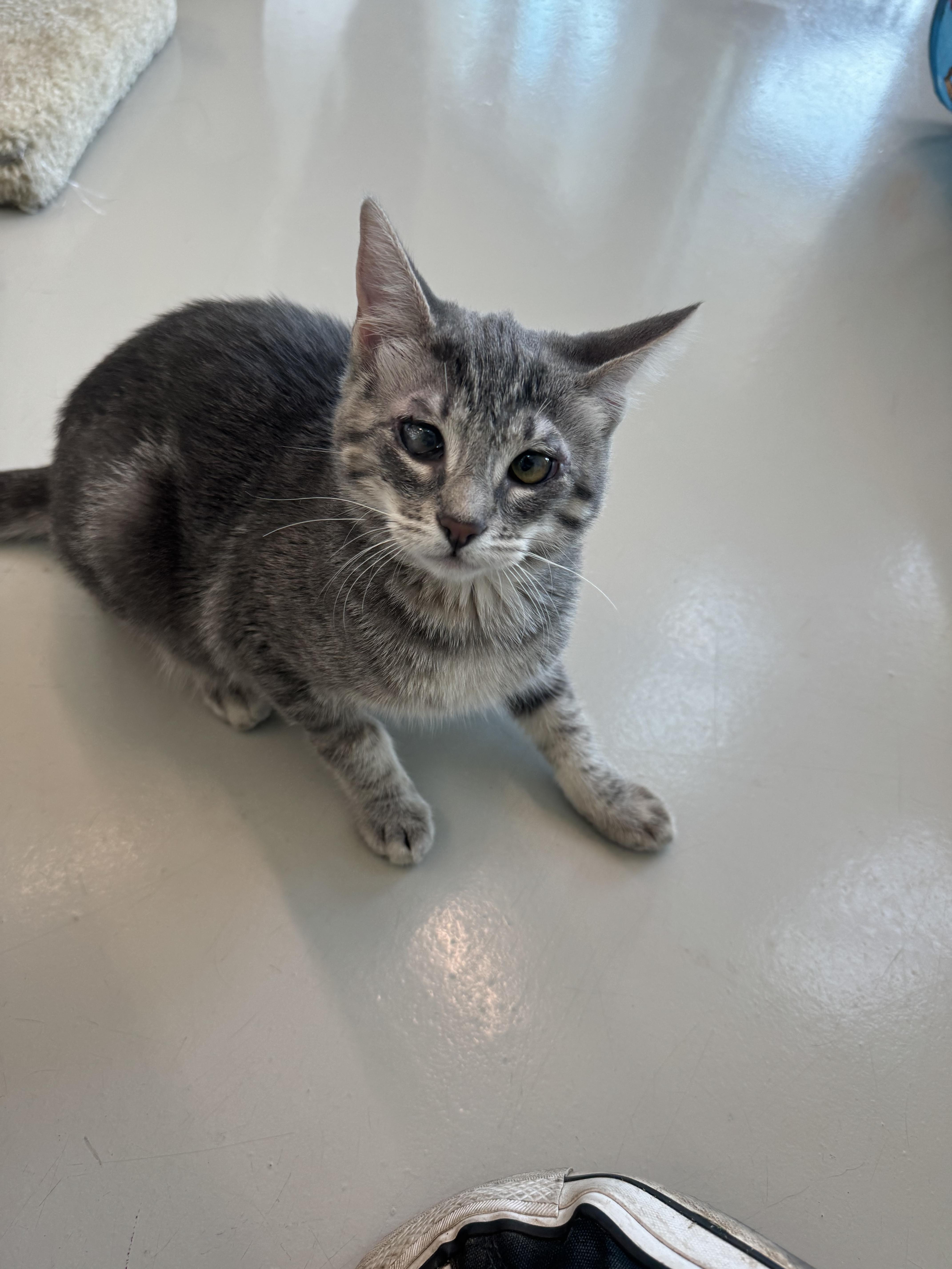Enlarge Hailey, a Adoptable mixed breed in Chico, CA image 1/4