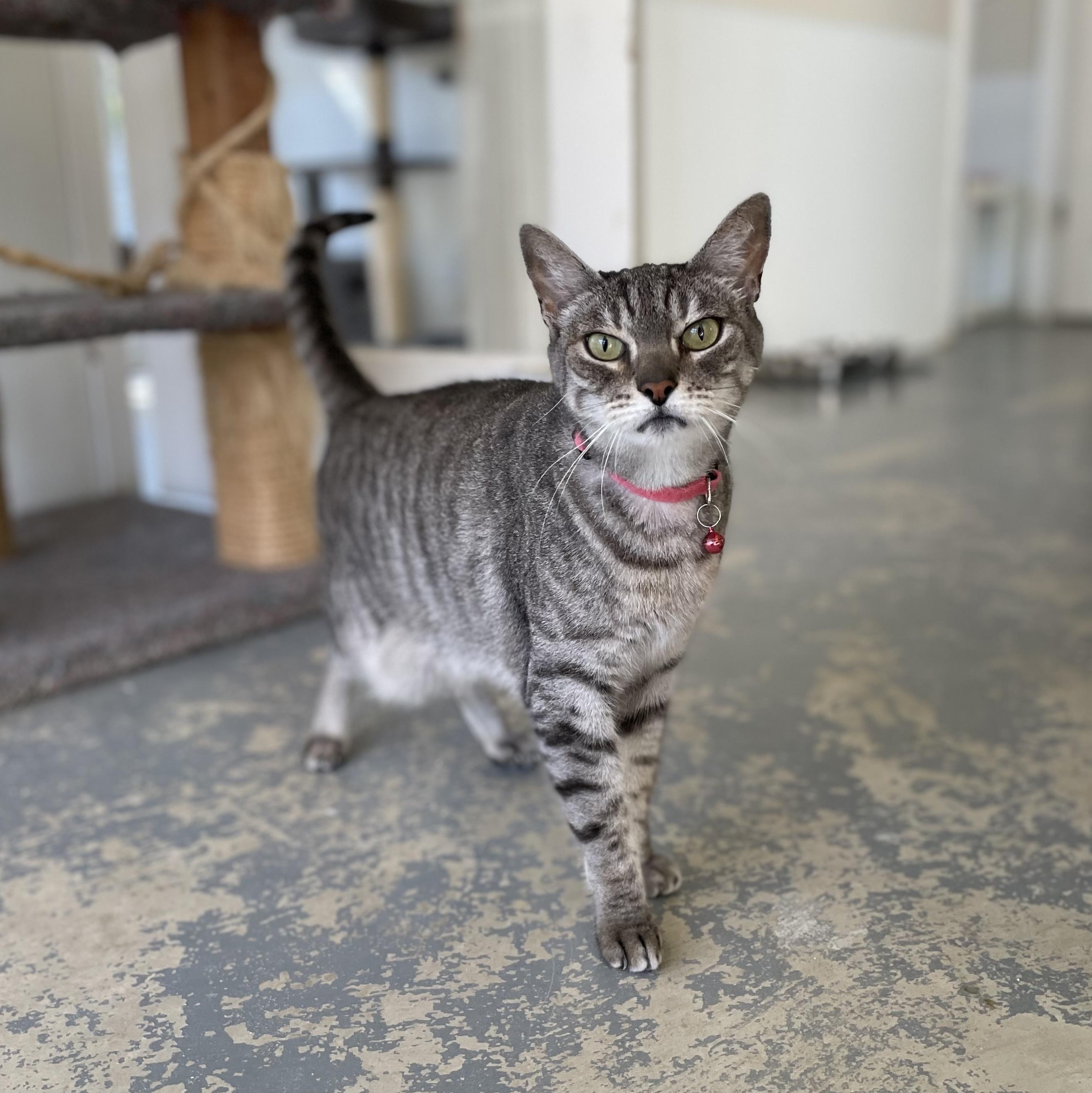 April, Adoptable, Senior Female Domestic Short Hair & Tabby.
