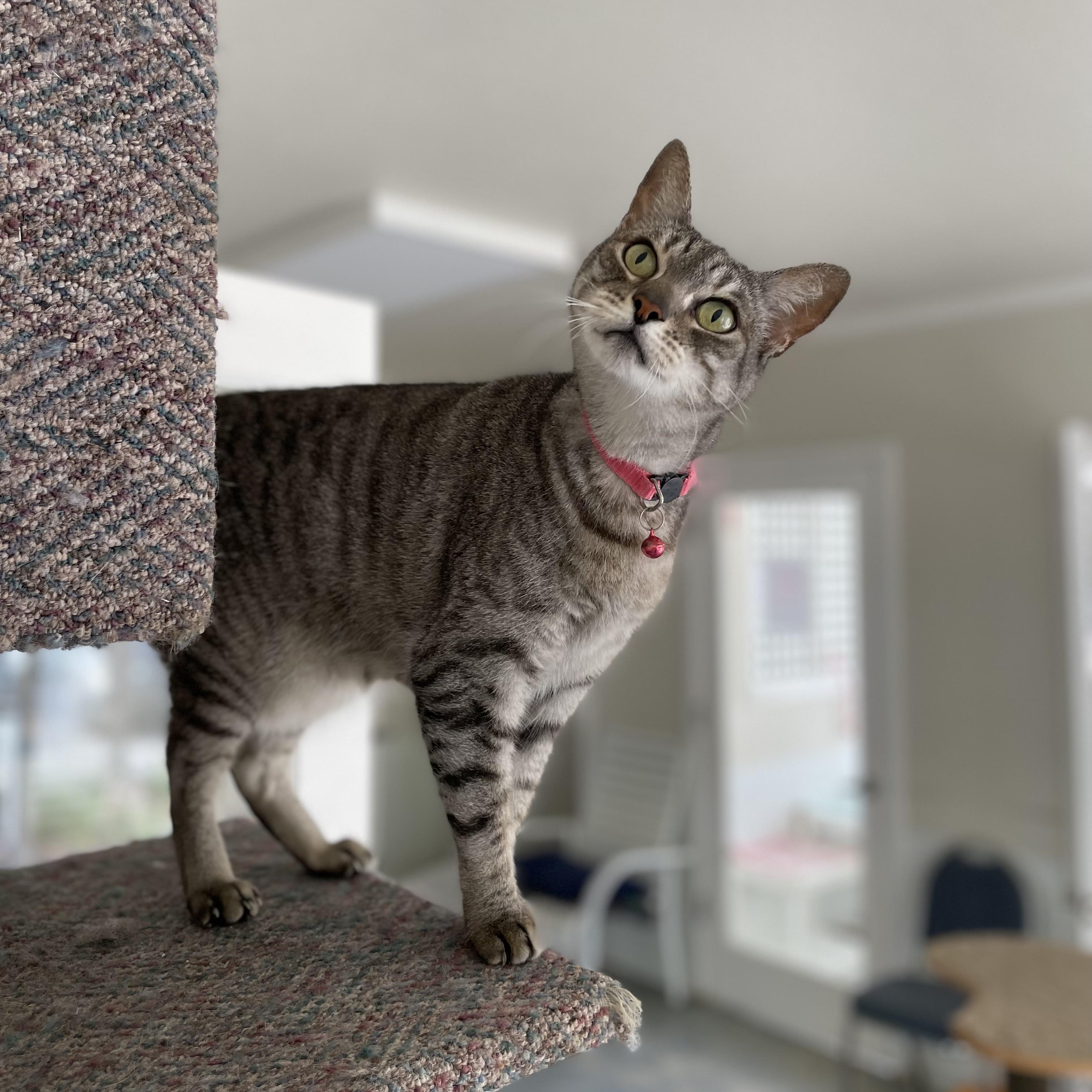 April, a Adoptable mixed breed in Hollister, CA image 2/6