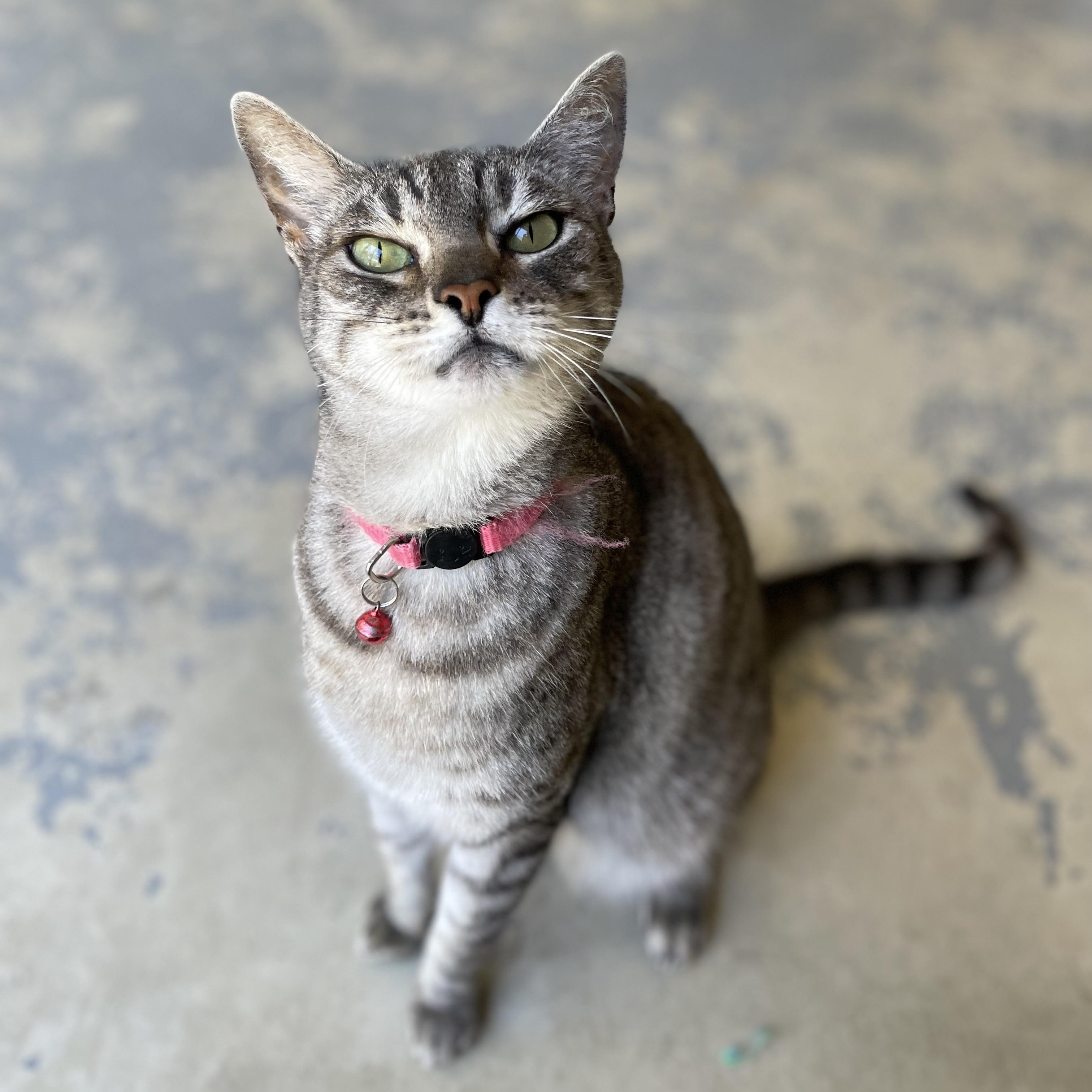 April, a Adoptable mixed breed in Hollister, CA image 3/6