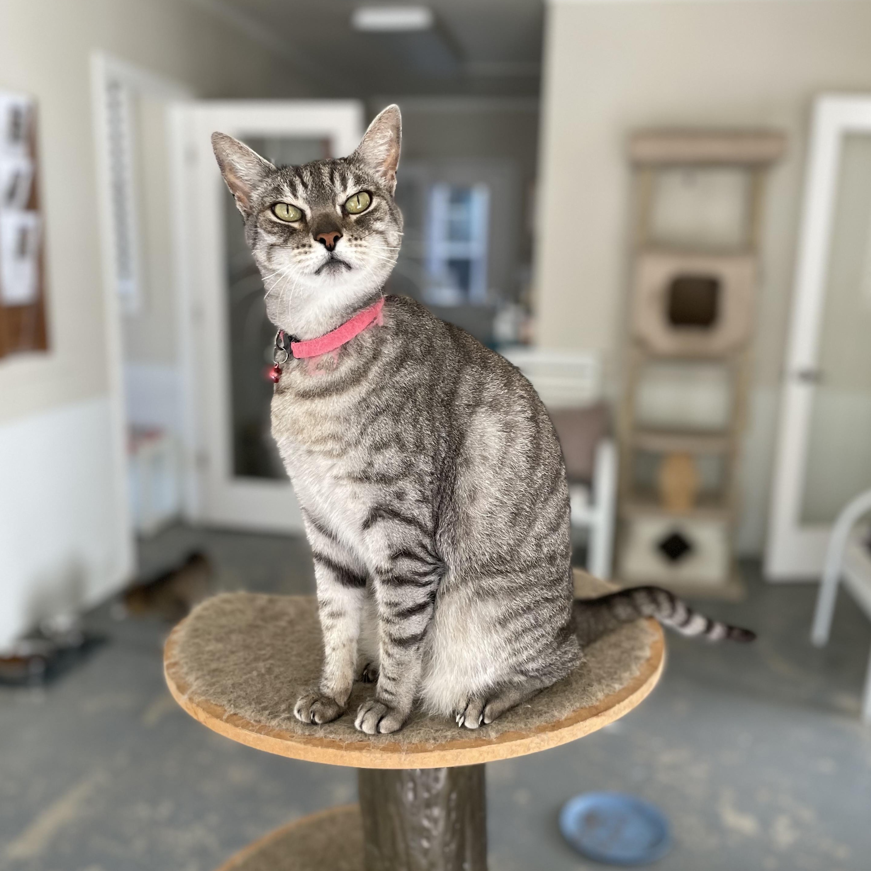 April, a Adoptable mixed breed in Hollister, CA image 4/6