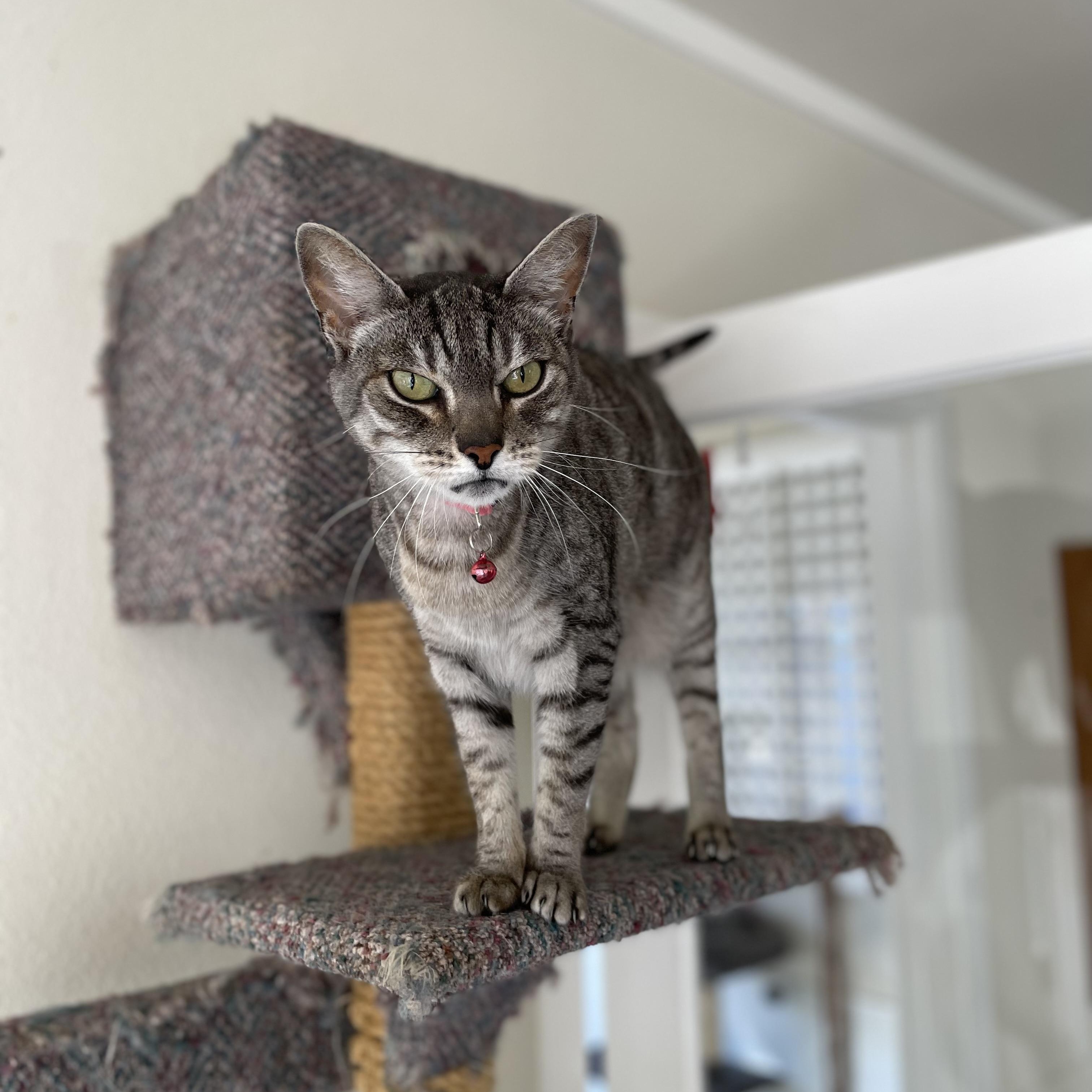 April, a Adoptable mixed breed in Hollister, CA image 5/6