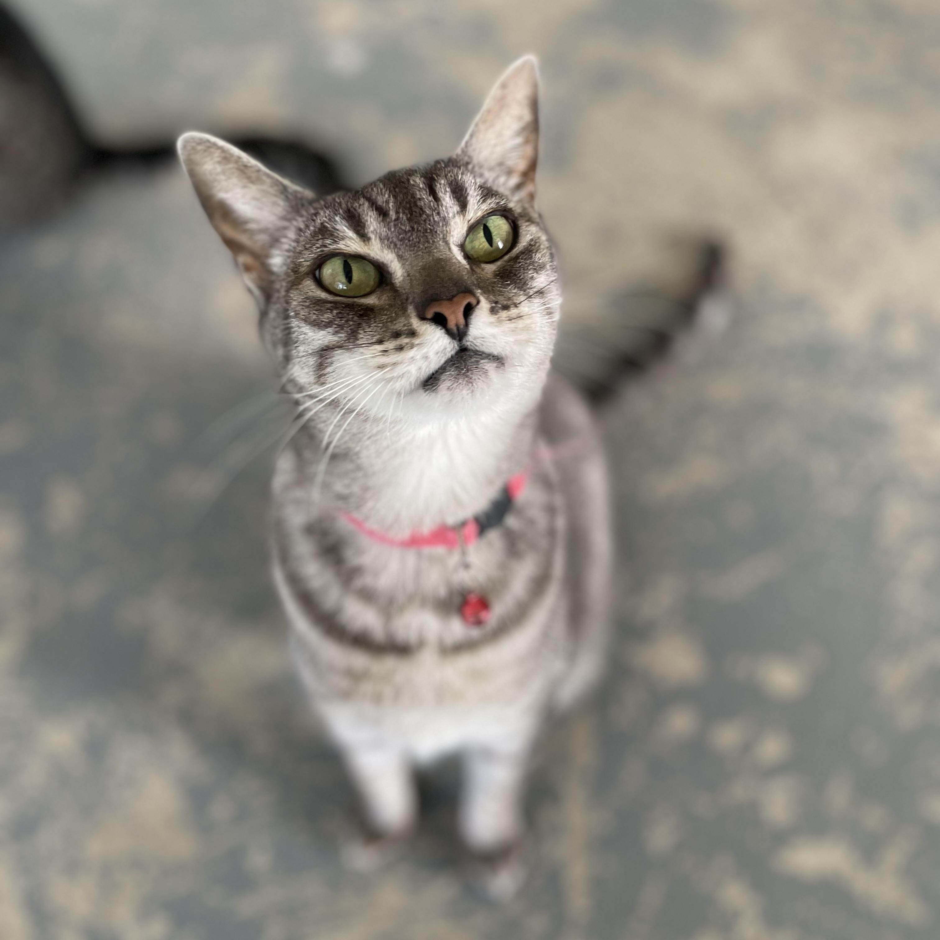 April, a Adoptable mixed breed in Hollister, CA image 6/6