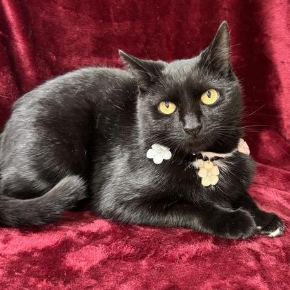 Enlarge Espresso $25 At PetSmart Seneca, a Adoptable Domestic Short Hair in Seneca, SC image 1/3