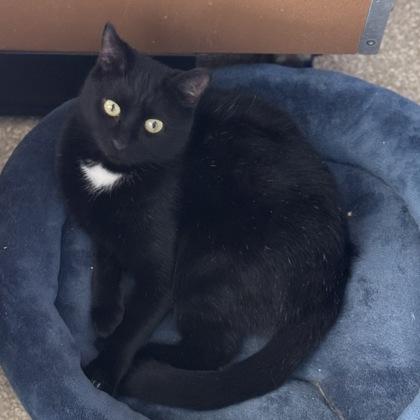 Enlarge Espresso $25 At PetSmart Seneca, a Adoptable Domestic Short Hair in Seneca, SC image 2/3