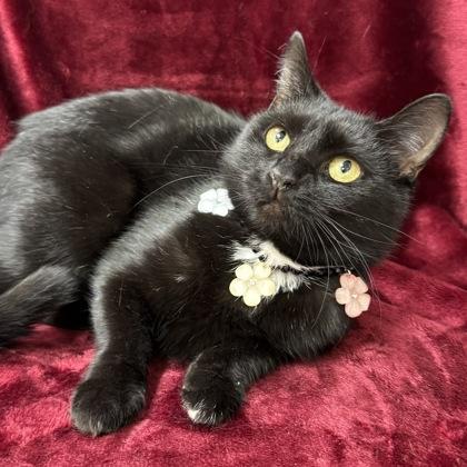 Enlarge Espresso $25 At PetSmart Seneca, a Adoptable Domestic Short Hair in Seneca, SC image 3/3