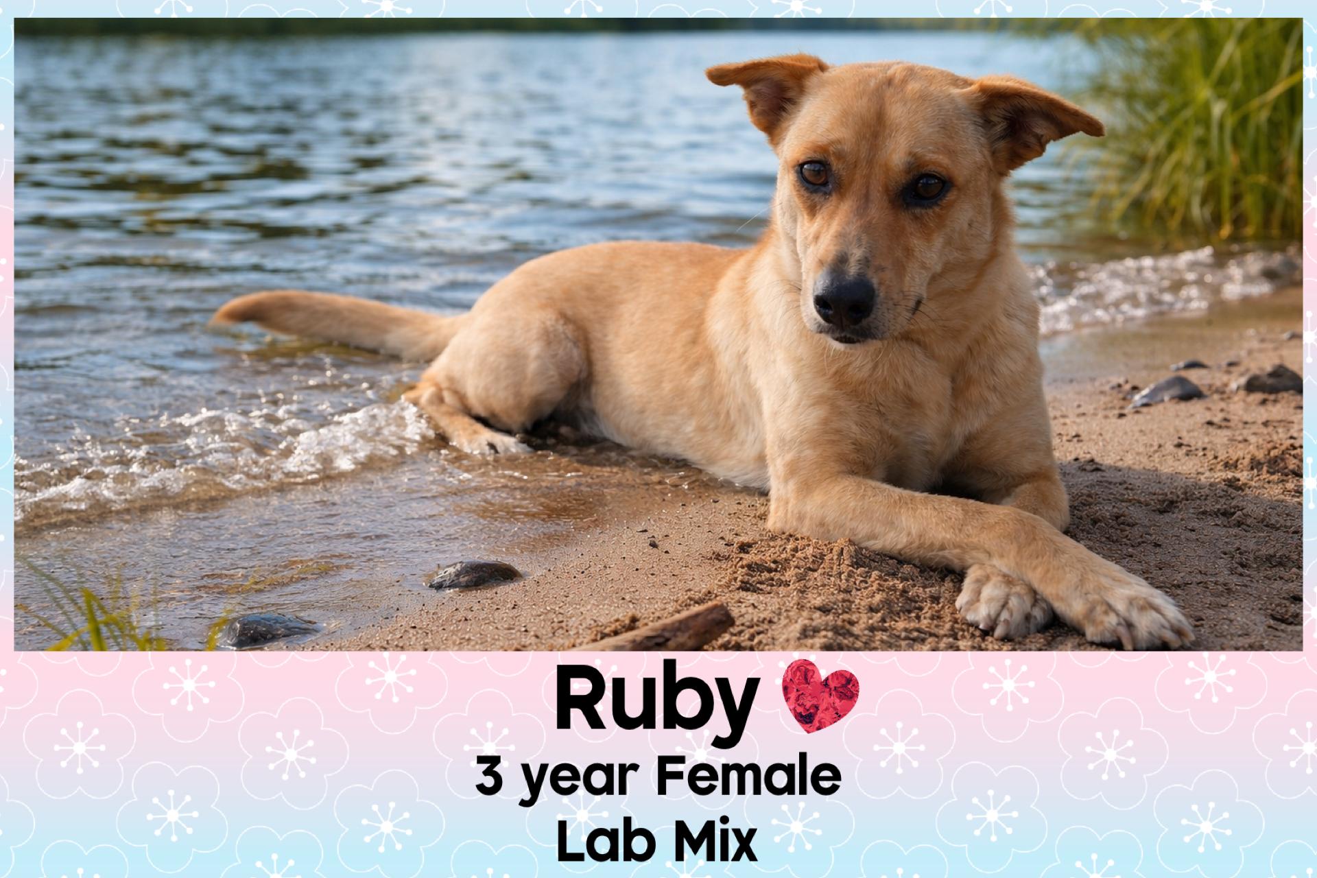 RUBY – 3 YEAR FEMALE LAB MIX @ PETCO, 5011 E. RAY ROAD, PHX 85044 ON SATURDAY, MARCH 7TH, 11–2PM, a ADOPTABLE Labrador Retriever in Mesa, AZ image 1/2