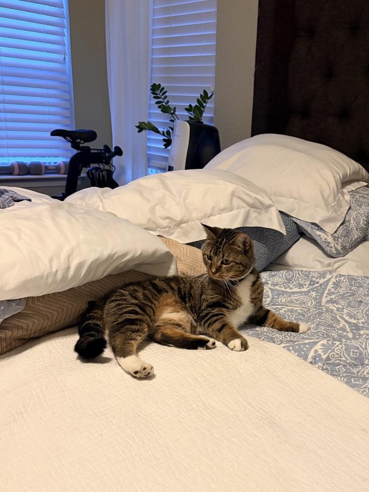 Enlarge Yara ‘26, a Adopted Domestic Short Hair in Virginia Beach, VA image 1/3