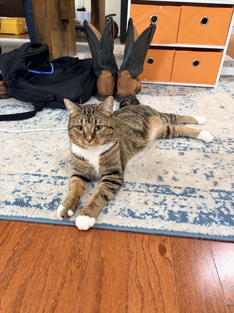 Enlarge Yara ‘26, a Adopted Domestic Short Hair in Virginia Beach, VA image 3/3