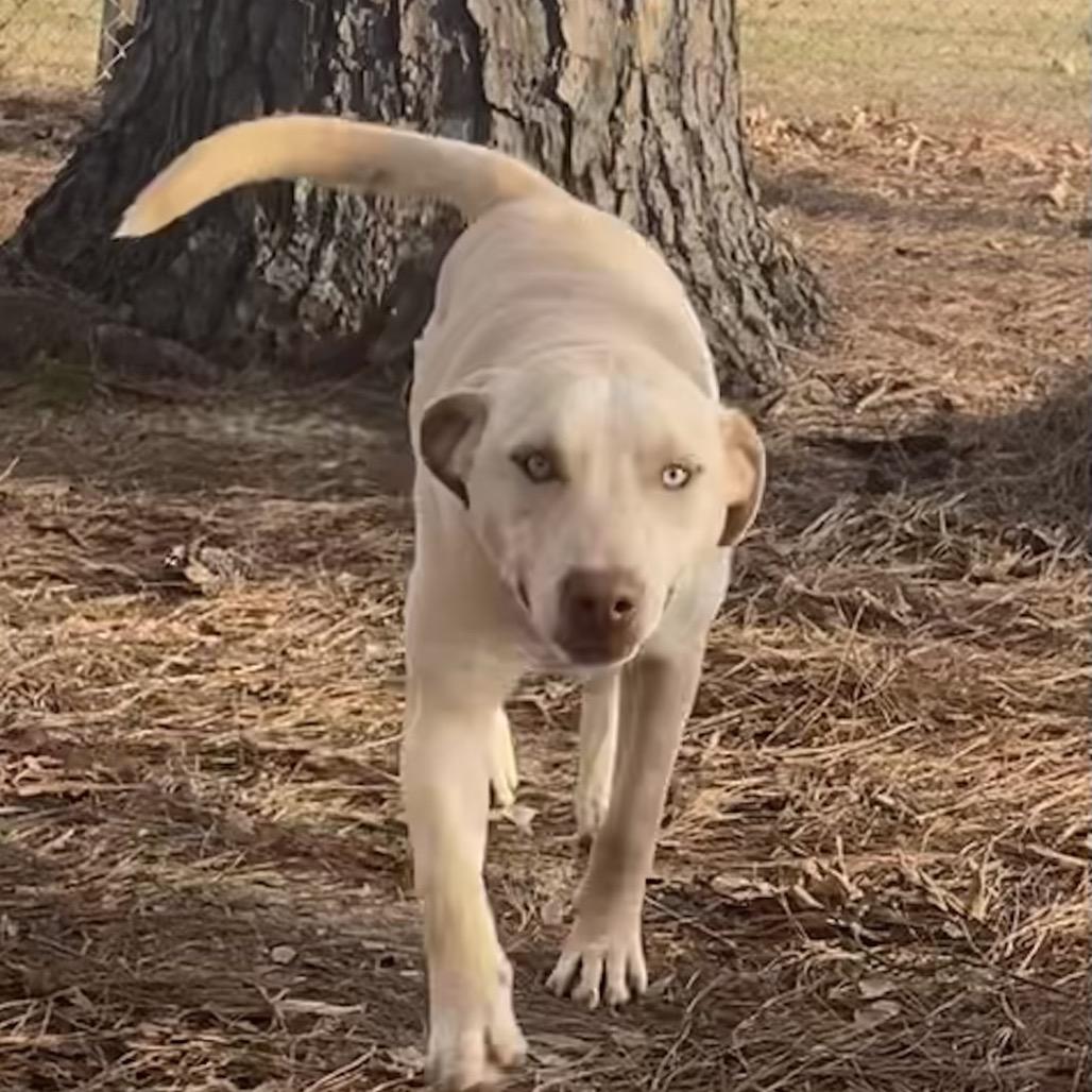 Enlarge Adam, a Adoptable Mixed Breed in Auburn, NH image 1/2