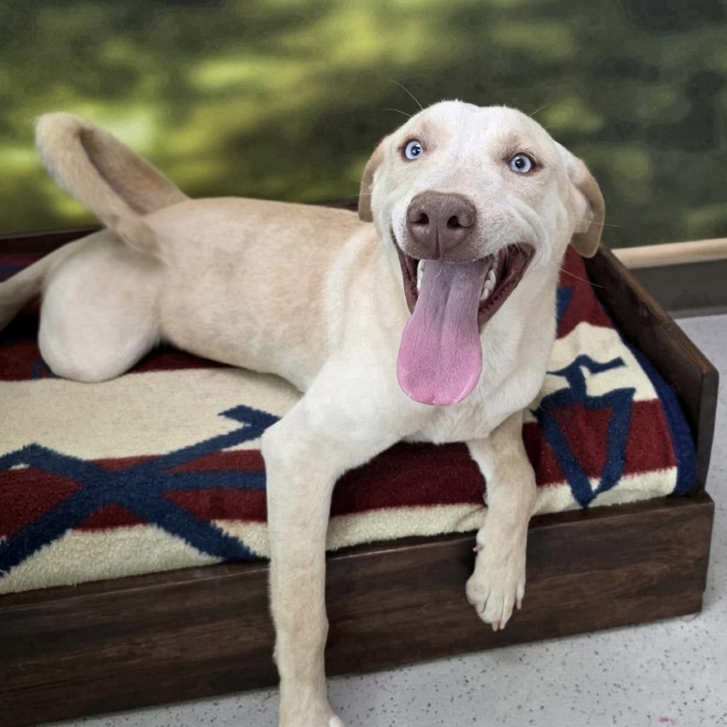 Enlarge Adam, a Adoptable Mixed Breed in Auburn, NH image 2/2