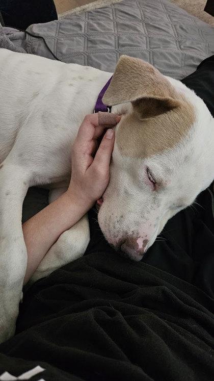 Enlarge Hog Huntin` Honeymoon (in foster), a Adoptable mixed breed in San Marcos, TX image 1/3