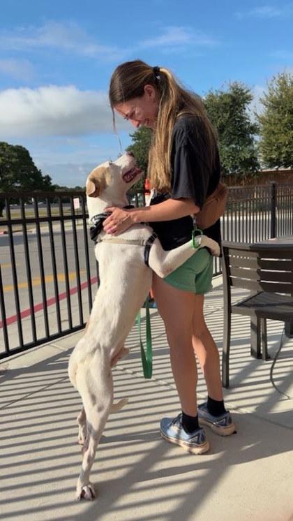 Hog Huntin` Honeymoon, a Adoptable mixed breed in San Marcos, TX image 1/3