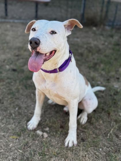 Hog Huntin` Honeymoon, a Adoptable mixed breed in San Marcos, TX image 2/3