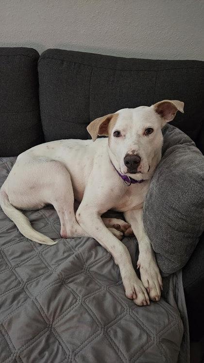 Enlarge Hog Huntin` Honeymoon (in foster), a Adoptable mixed breed in San Marcos, TX image 3/3