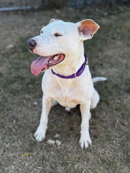 Hog Huntin` Honeymoon, a Adoptable mixed breed in San Marcos, TX image 3/3