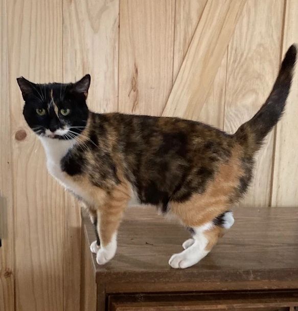 Lois, Adopted, Adult Female Domestic Medium Hair.