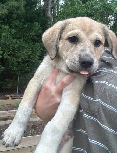 Clover, Adoptable, Puppy Female Shepherd & Mixed Breed.