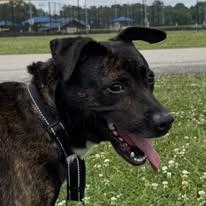 Enlarge Rosealee, a Adoptable mixed breed in East Ridge, TN image 1/2