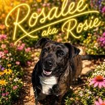 Rosealee, Adoptable, Adult Female Labrador Retriever.