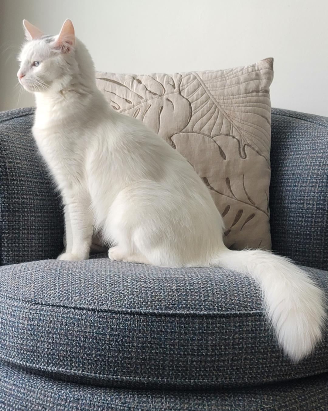 Moon (I'm a GENTLEMAN!), Adoptable, Adult Male Siamese & Turkish Angora.