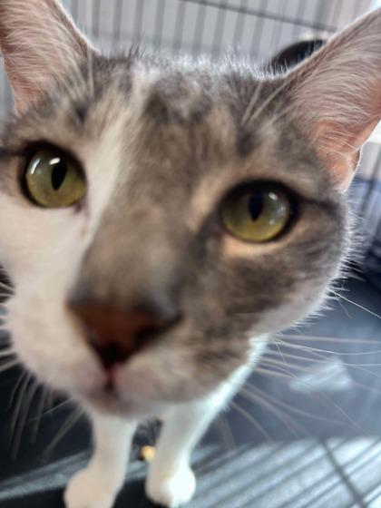 Enlarge Stinky, a Adoptable Domestic Short Hair in Shohola, PA image 3/4