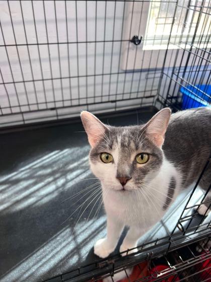 Stinky, Adoptable, Young Male Domestic Short Hair & Domestic Short Hair.