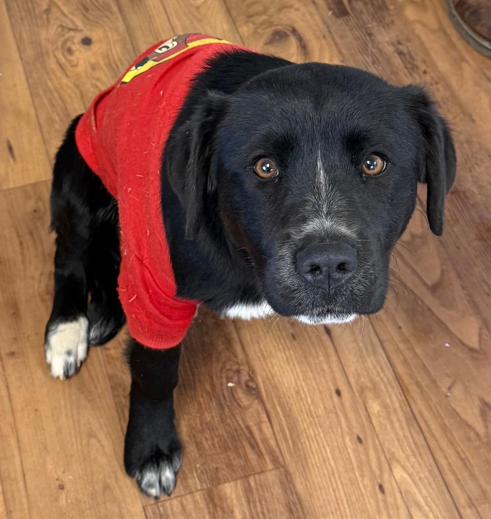 Enlarge Millie, a Adoptable mixed breed in Fayetteville, TN image 1/1