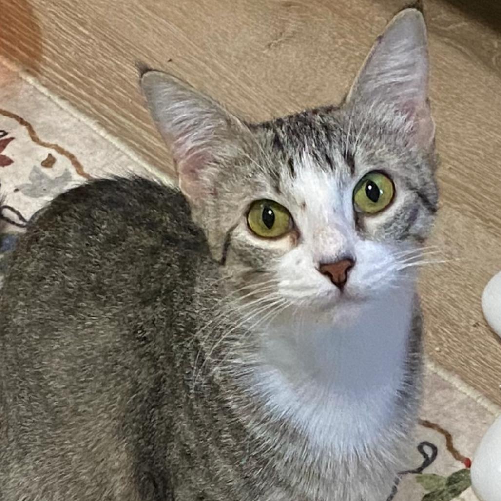 Esther, Adoptable, Young Female Domestic Short Hair.