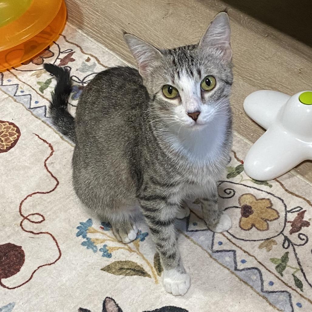 Esther, a Adoptable Domestic Short Hair in Denison, TX image 2/3