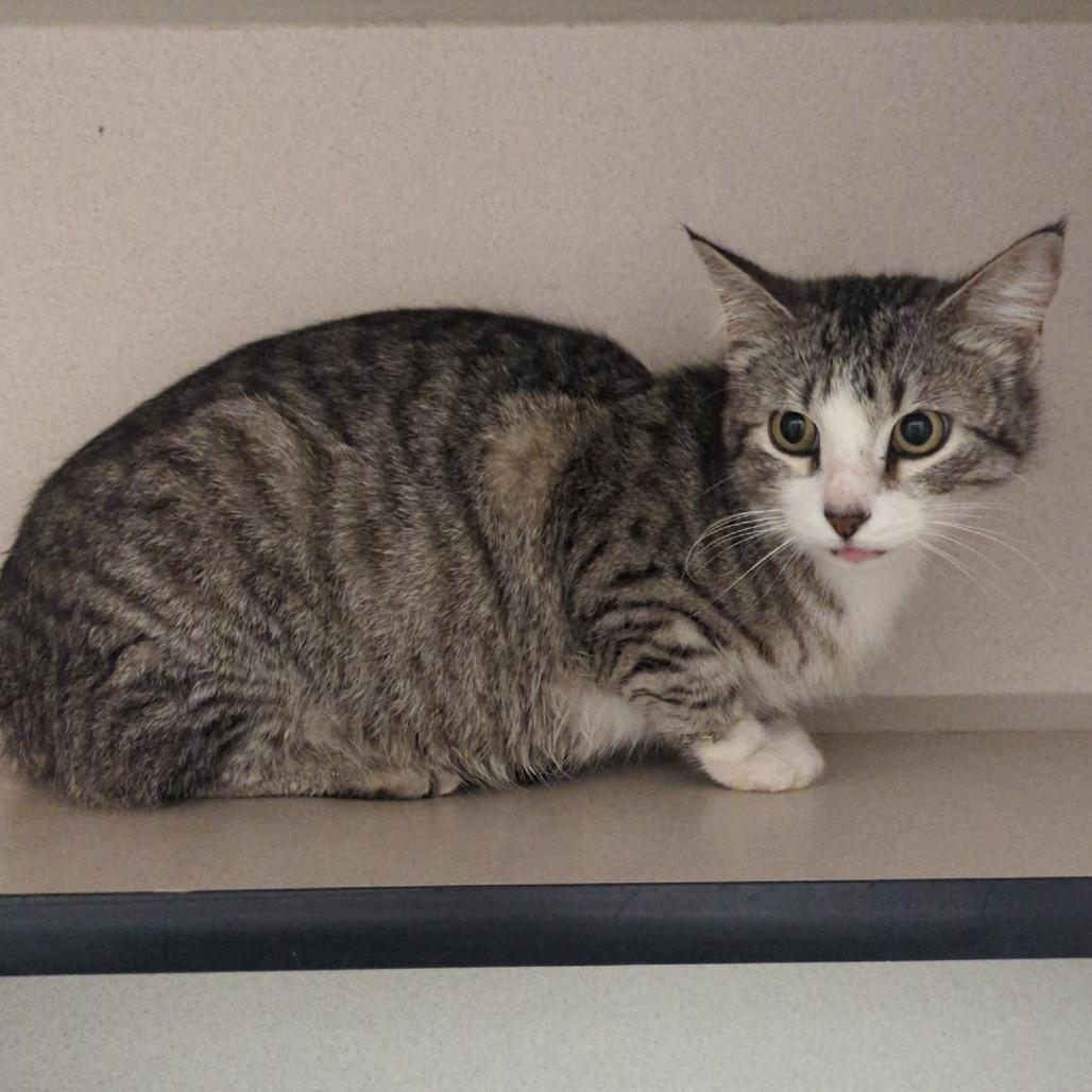 Esther, a Adoptable Domestic Short Hair in Denison, TX image 3/3