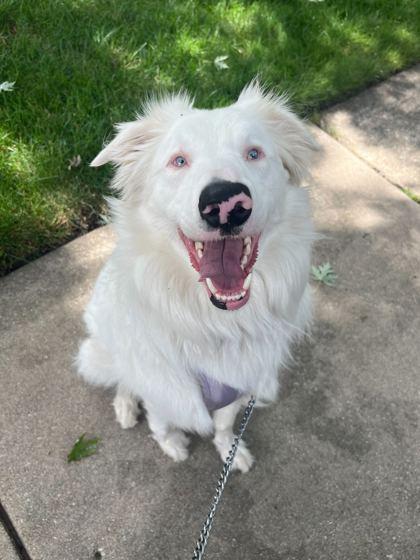 Pippin, Adoptable, Puppy Male Border Collie & Mixed Breed.