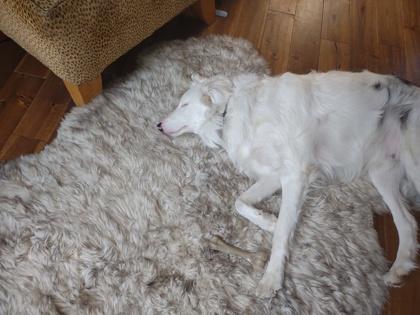 Pippin, Adoptable, Puppy Male Border Collie & Mixed Breed.