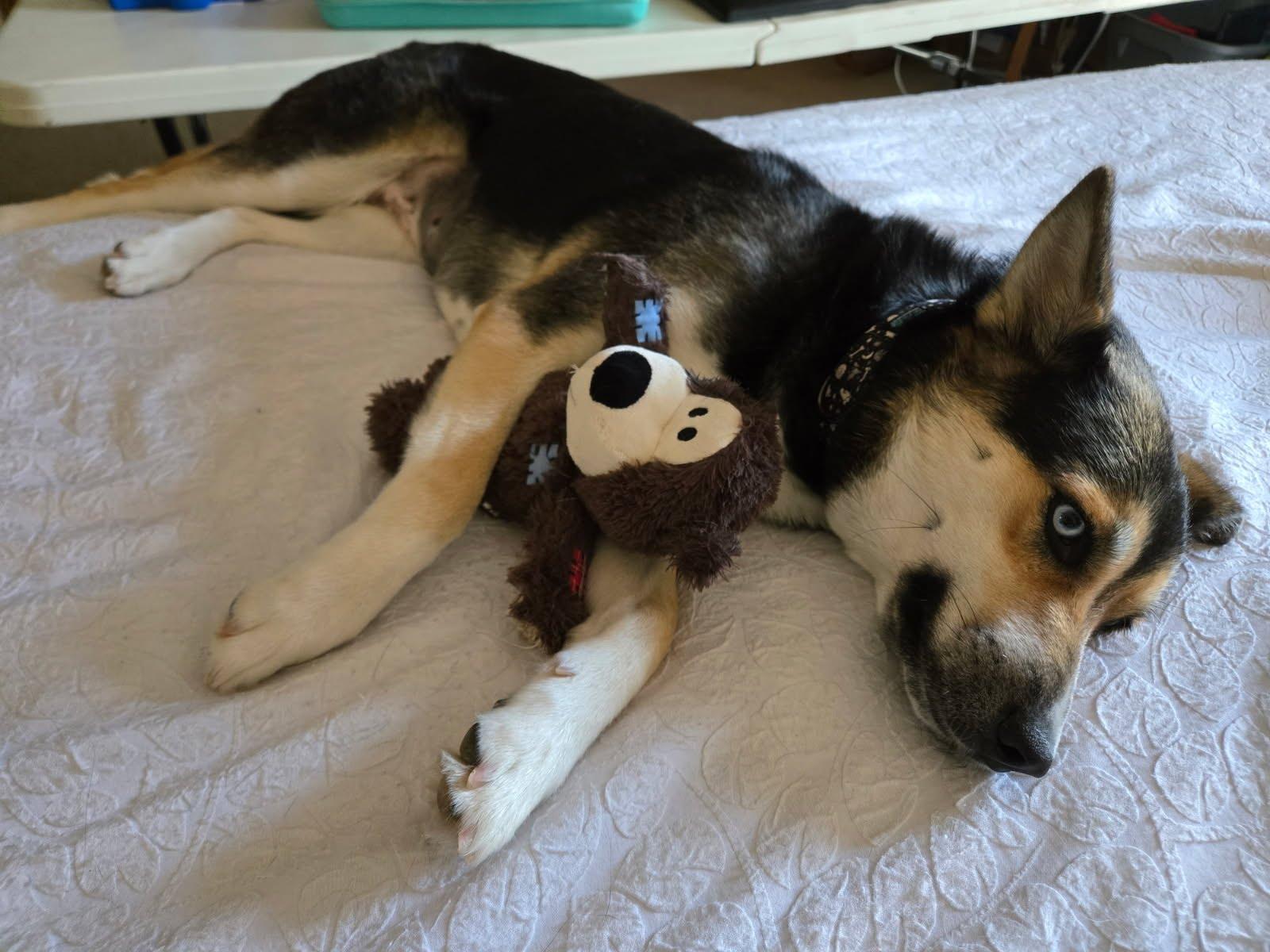 Coco, a Adoptable mixed breed in Scottsdale, AZ image 3/6