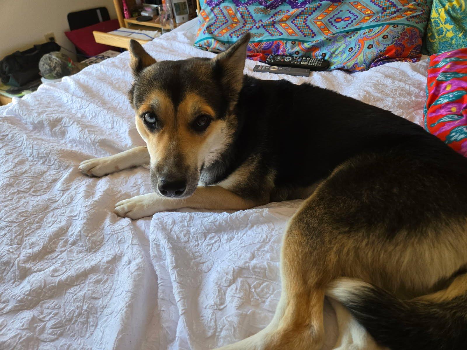 Coco, a Adoptable mixed breed in Scottsdale, AZ image 5/6