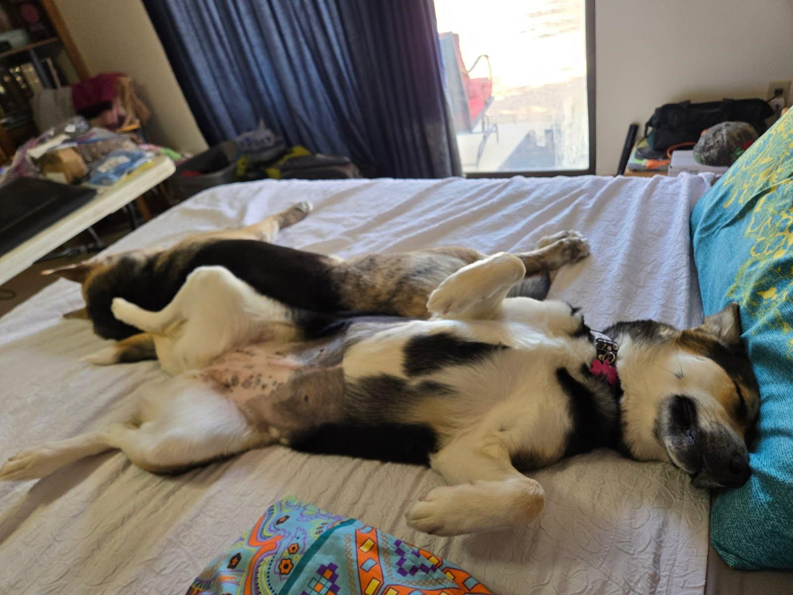 Coco, a Adoptable mixed breed in Scottsdale, AZ image 4/6