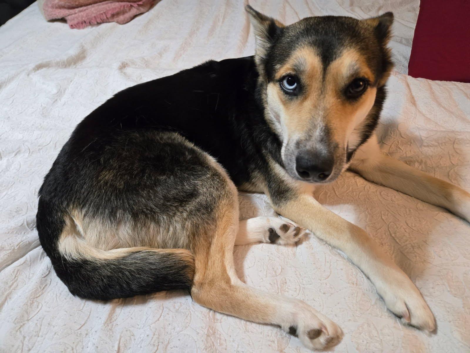 Coco, a Adoptable mixed breed in Scottsdale, AZ image 2/6