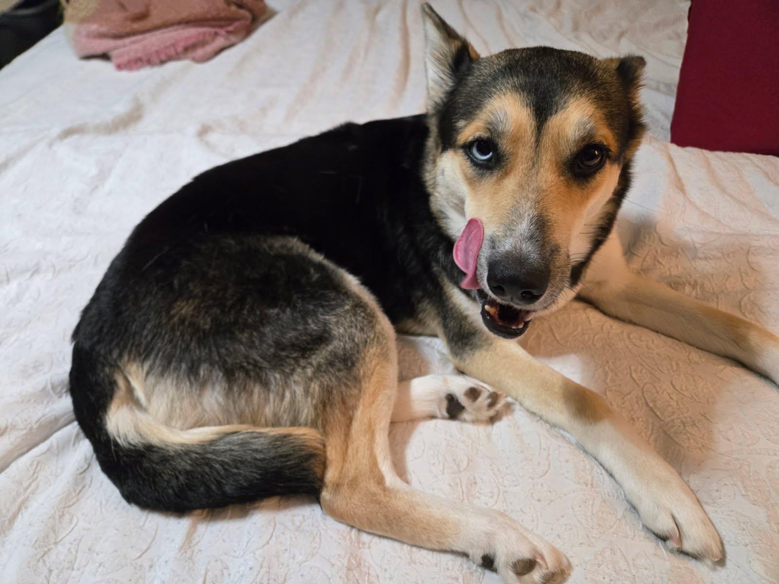 Coco, a Adoptable mixed breed in Scottsdale, AZ image 6/6